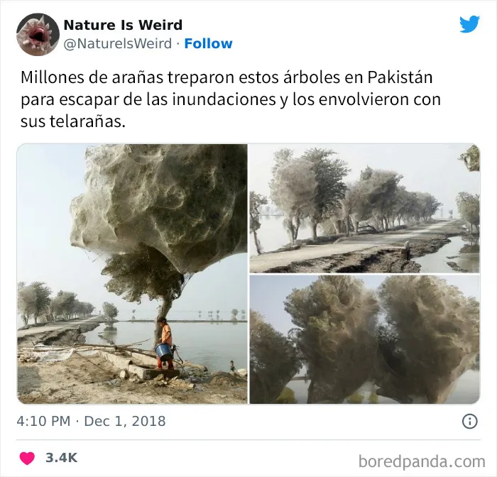 “La naturaleza es extraña”: 20 datos e imágenes muy interesantes compartidos en Twitter