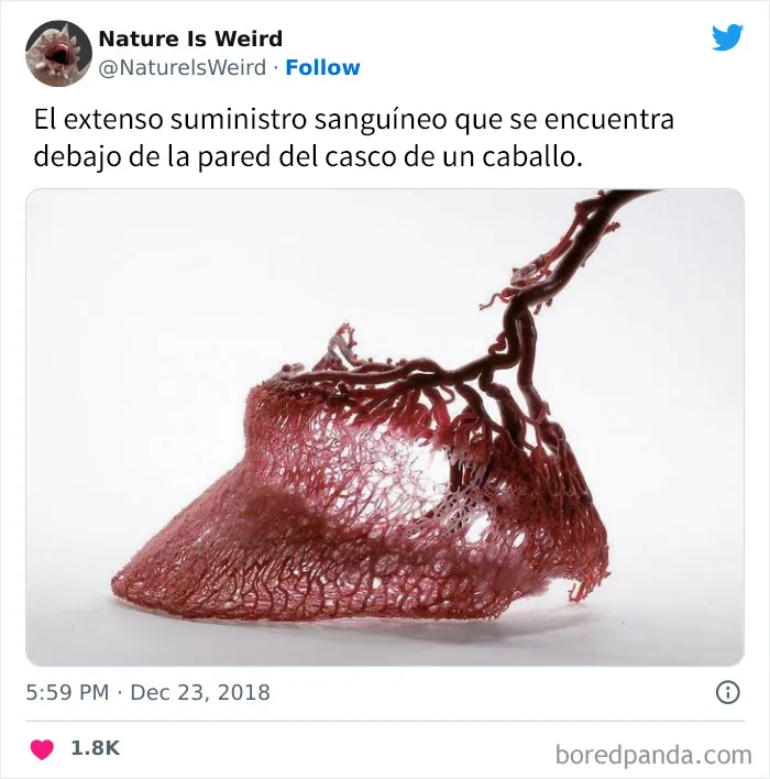 “La naturaleza es extraña”: 20 datos e imágenes muy interesantes compartidos en Twitter