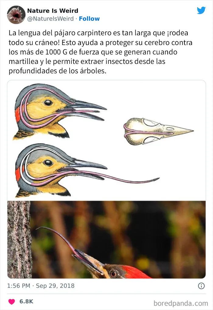 “La naturaleza es extraña”: 20 datos e imágenes muy interesantes compartidos en Twitter