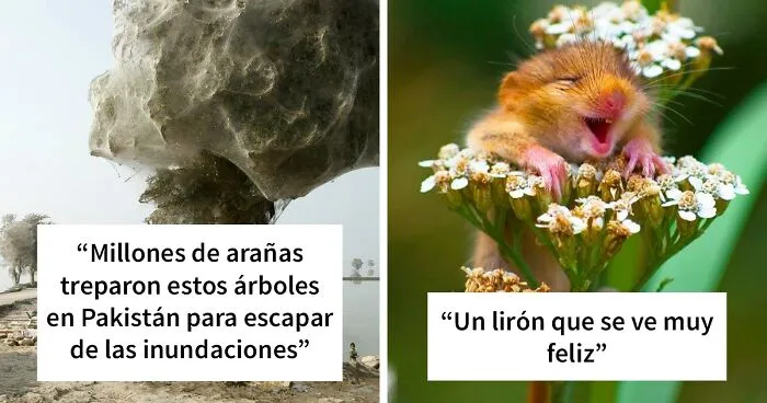 “La naturaleza es extraña”: 20 datos e imágenes muy interesantes compartidos en Twitter