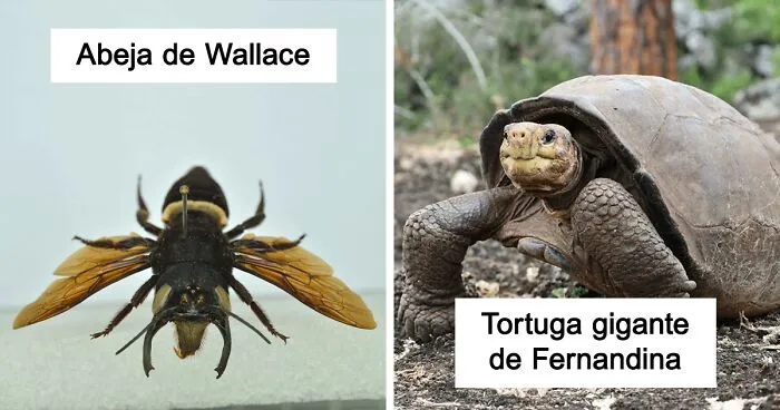 No estaban extintos, estaban de parranda: 15 especies animales que fueron redescubiertas