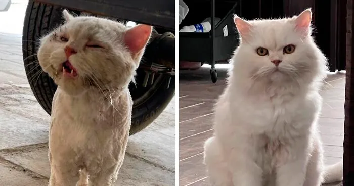 20 Dueños comparten la transformación de sus gatos después de ser adoptados