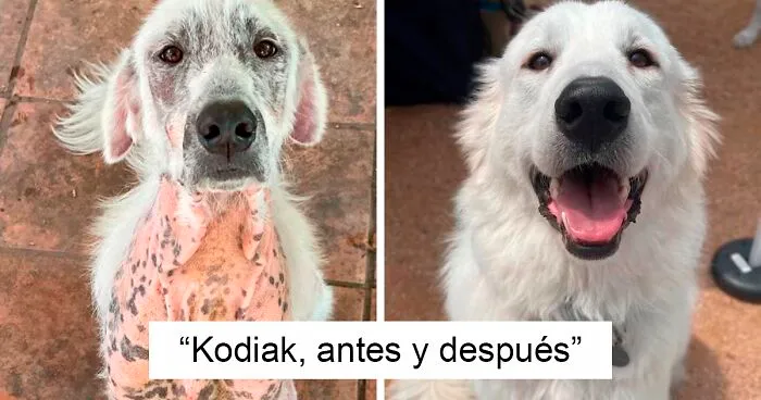 40 Conmovedoras fotos de perros antes y después de ser adoptados mostrando como cambian sus vidas