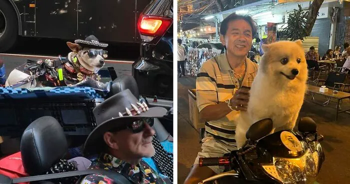45 Geniales e inesperados encuentros con perros compartidos en "Dogspotting"
