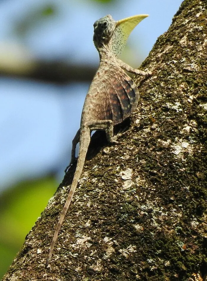 Los dragones voladores existen, y aquí puedes aprender más sobre ellos