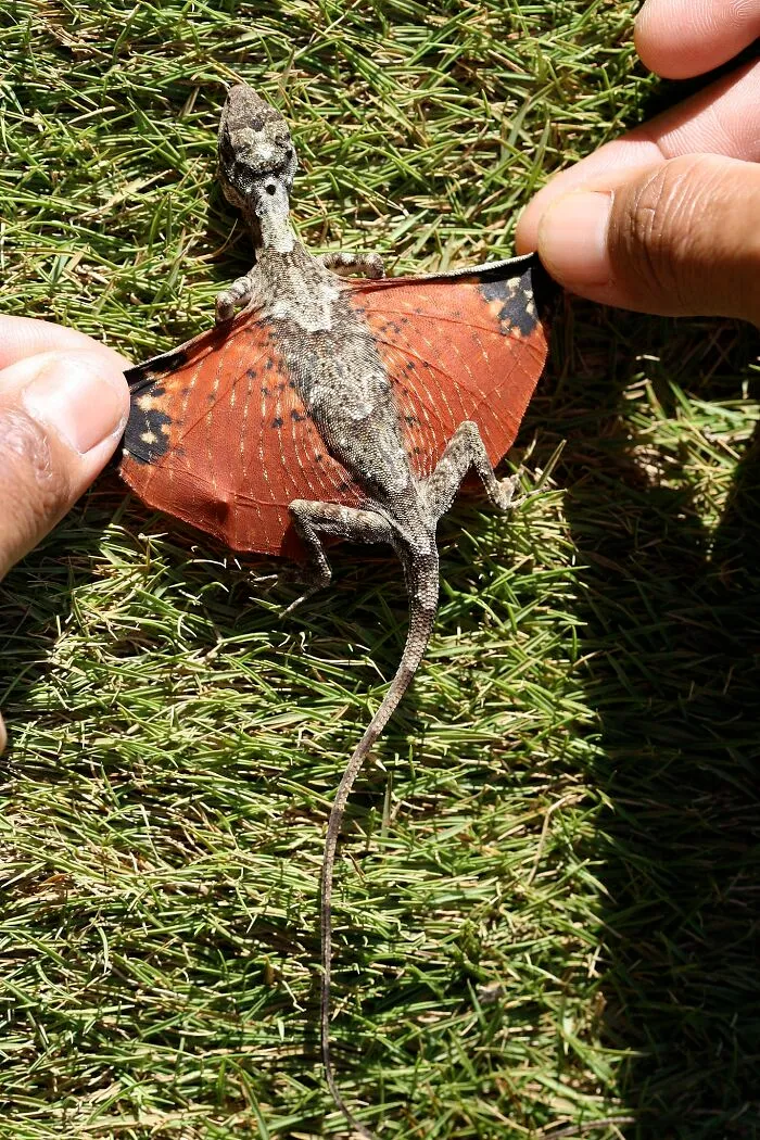 Los dragones voladores existen, y aquí puedes aprender más sobre ellos