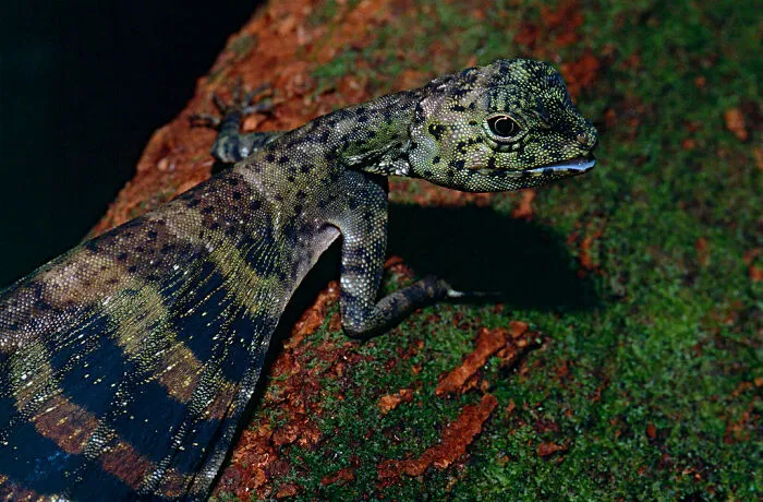 Los dragones voladores existen, y aquí puedes aprender más sobre ellos