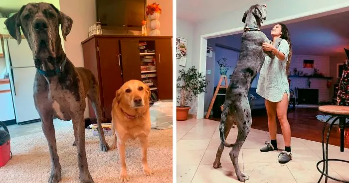 40 Divertidos perros de la raza gran danés que no son conscientes de su tamaño