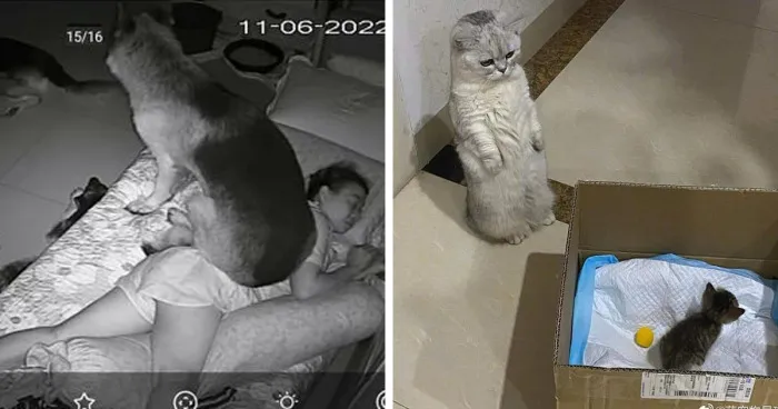 50 Fotos adorables de animales que son demasiado buenas como para no compartirlas