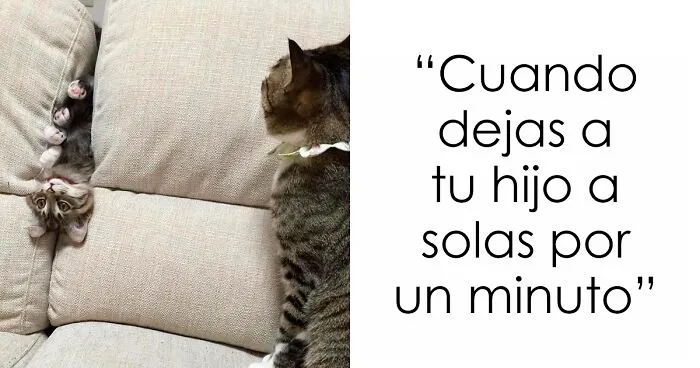 «Esta es mi vida ahora»: 35 Divertidas fotos de personas y animales aceptando situaciones poco comunes