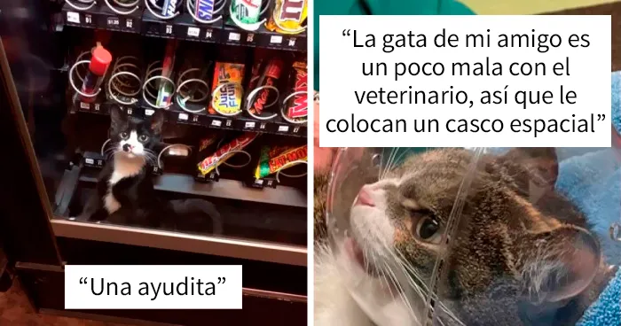 35 Fotos divertidísimas de gatos aceptando situaciones inesperadas