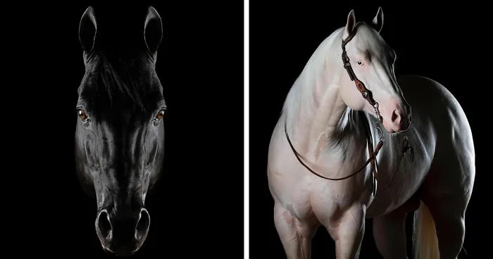 El hombre que susurraba a los caballos con su cámara de fotos: 30 impresionantes retratos equinos