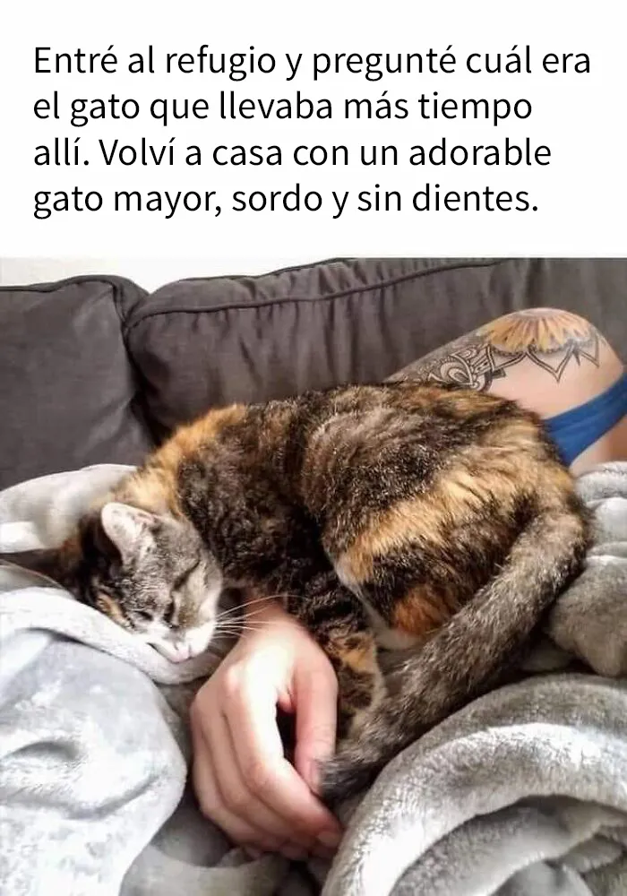 20 Divertidas publicaciones de gatos que sus dueños tenían que compartir con el mundo