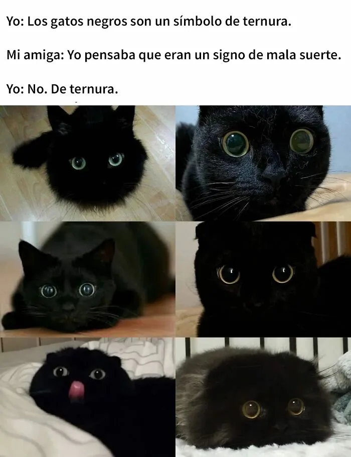 20 Divertidas publicaciones de gatos que sus dueños tenían que compartir con el mundo