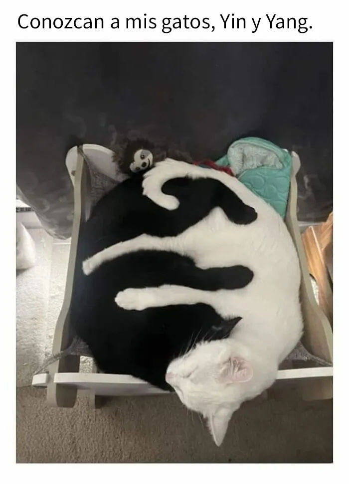 20 Divertidas publicaciones de gatos que sus dueños tenían que compartir con el mundo