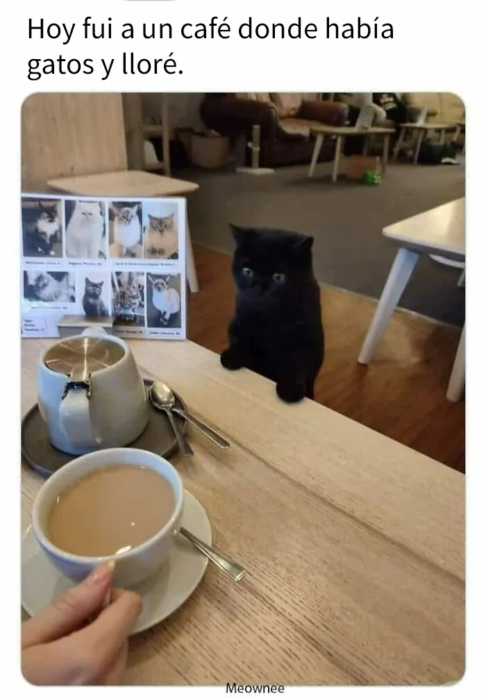 20 Divertidas publicaciones de gatos que sus dueños tenían que compartir con el mundo