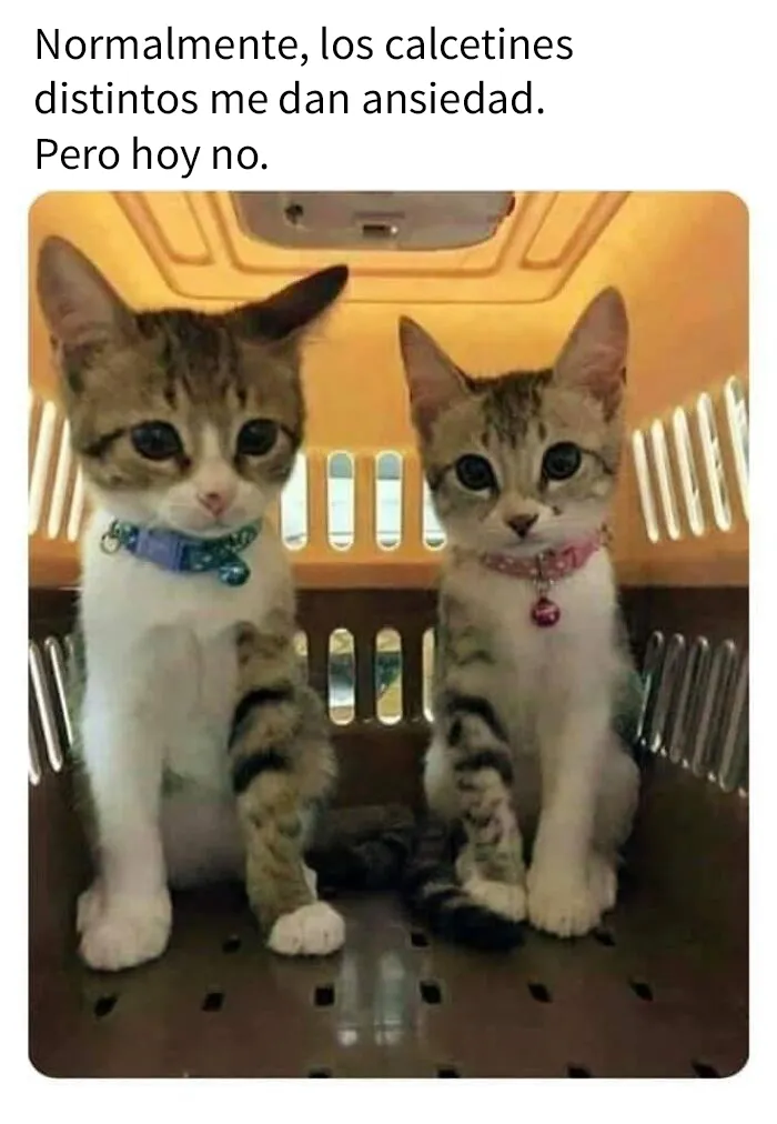 20 Divertidas publicaciones de gatos que sus dueños tenían que compartir con el mundo