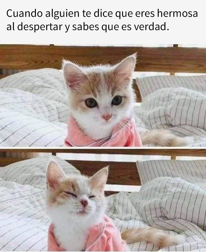 20 Divertidas publicaciones de gatos que sus dueños tenían que compartir con el mundo