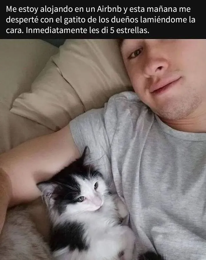 20 Divertidas publicaciones de gatos que sus dueños tenían que compartir con el mundo