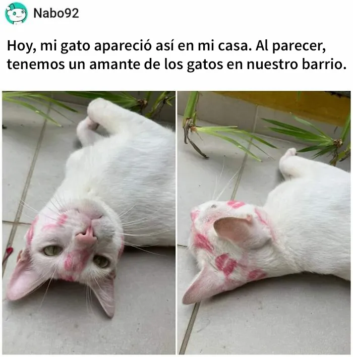20 Divertidas publicaciones de gatos que sus dueños tenían que compartir con el mundo