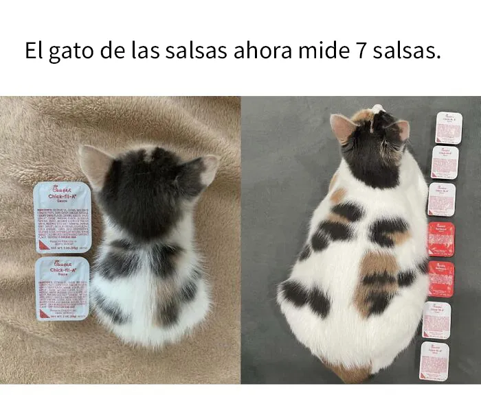 20 Divertidas publicaciones de gatos que sus dueños tenían que compartir con el mundo