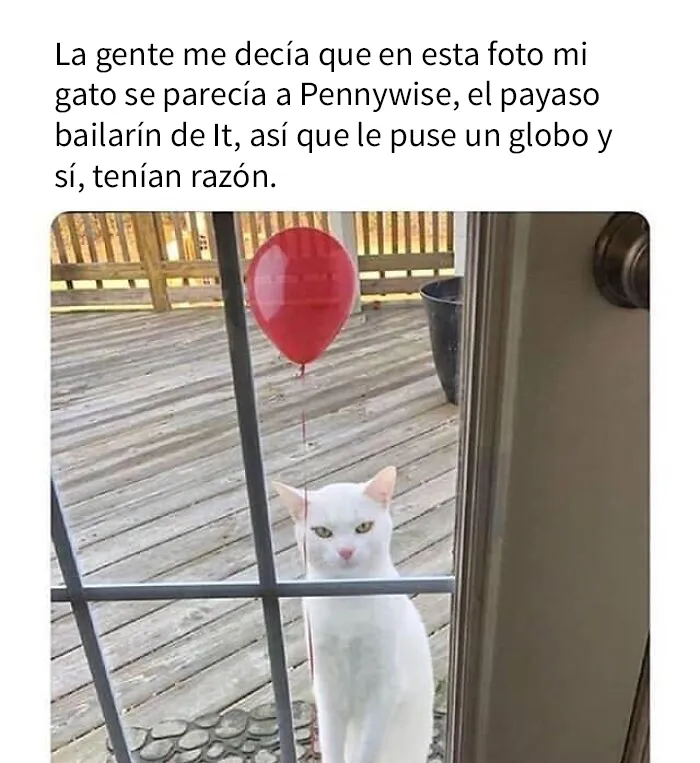 20 Divertidas publicaciones de gatos que sus dueños tenían que compartir con el mundo