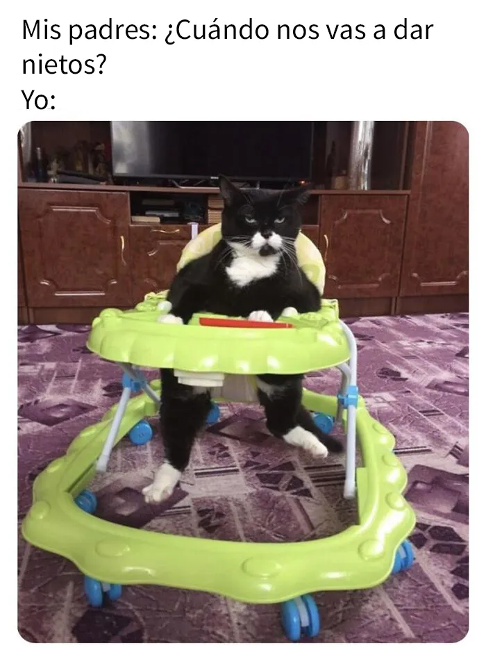 20 Divertidas publicaciones de gatos que sus dueños tenían que compartir con el mundo