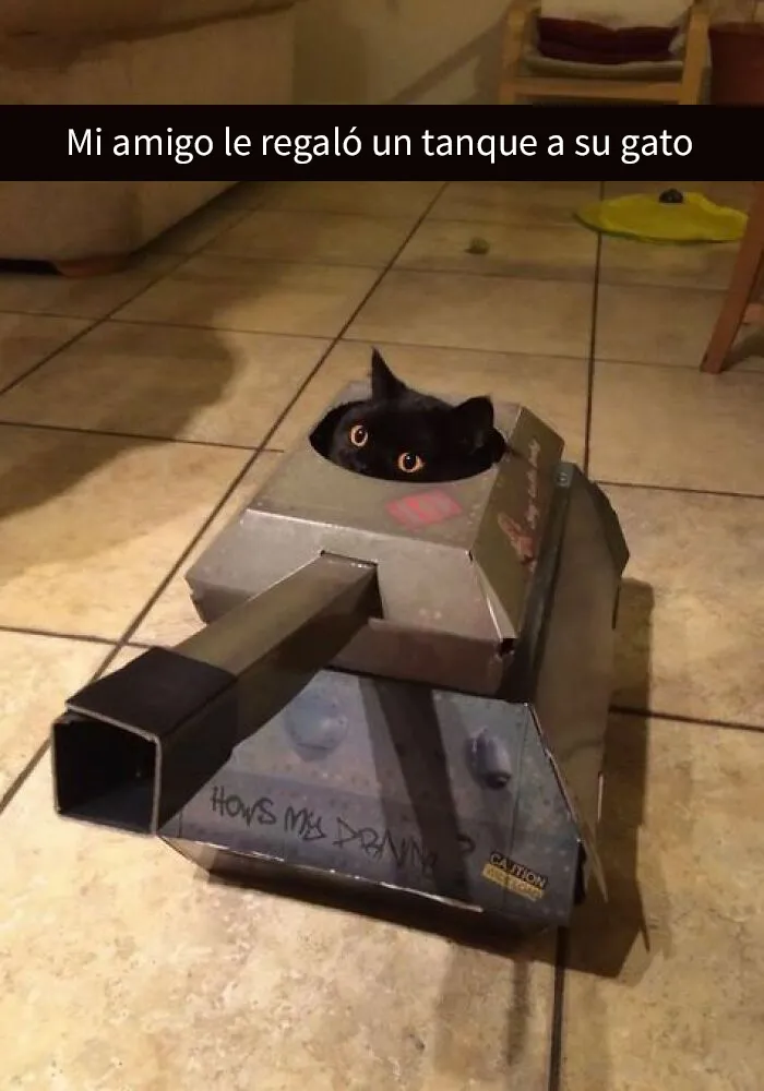 20 Divertidas publicaciones de gatos que sus dueños tenían que compartir con el mundo