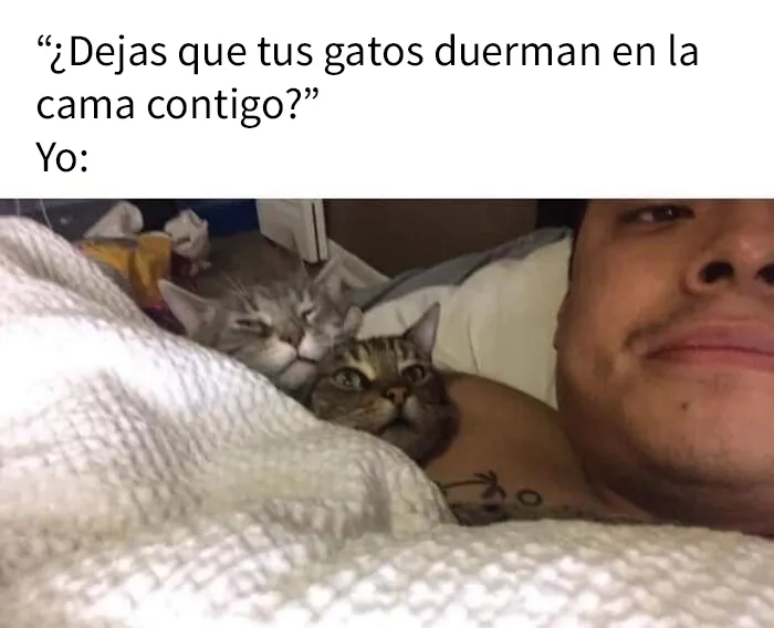 20 Divertidas publicaciones de gatos que sus dueños tenían que compartir con el mundo