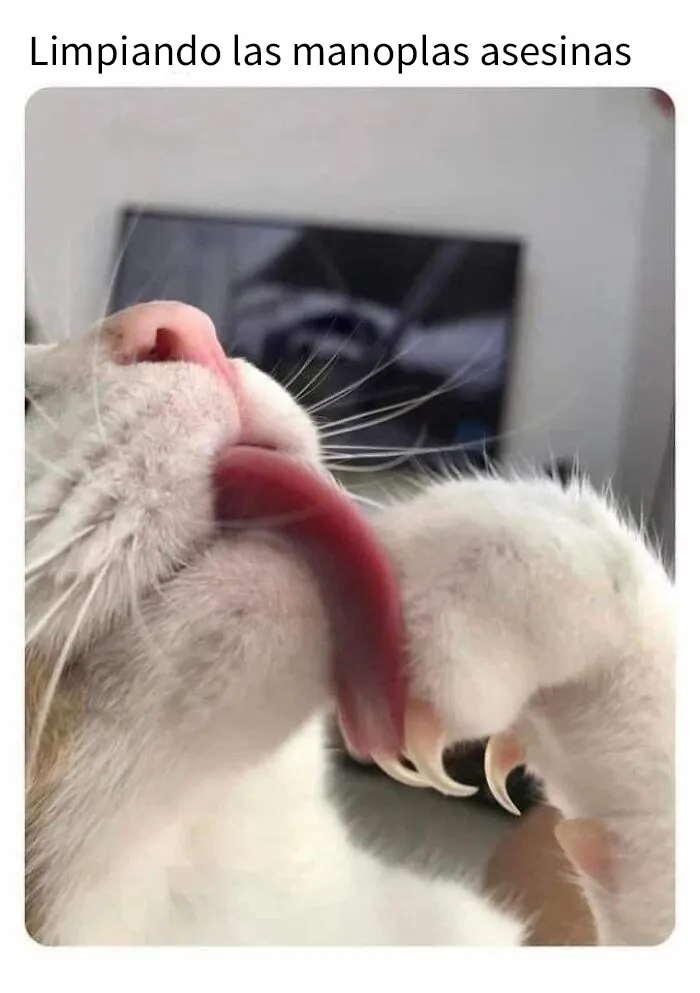 20 Divertidas publicaciones de gatos que sus dueños tenían que compartir con el mundo