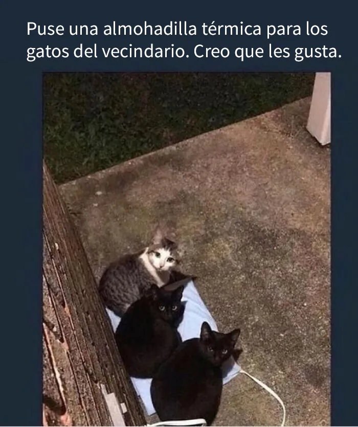 20 Divertidas publicaciones de gatos que sus dueños tenían que compartir con el mundo