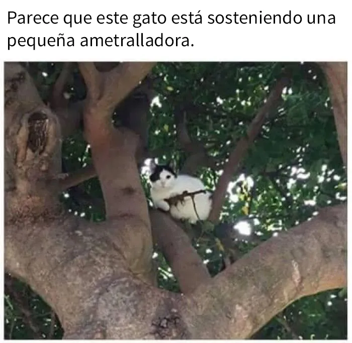 20 Divertidas publicaciones de gatos que sus dueños tenían que compartir con el mundo