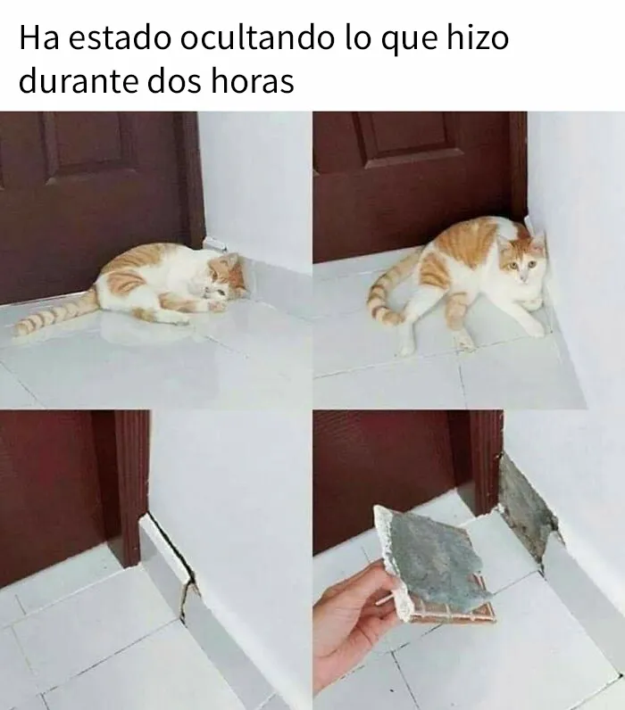 20 Divertidas publicaciones de gatos que sus dueños tenían que compartir con el mundo