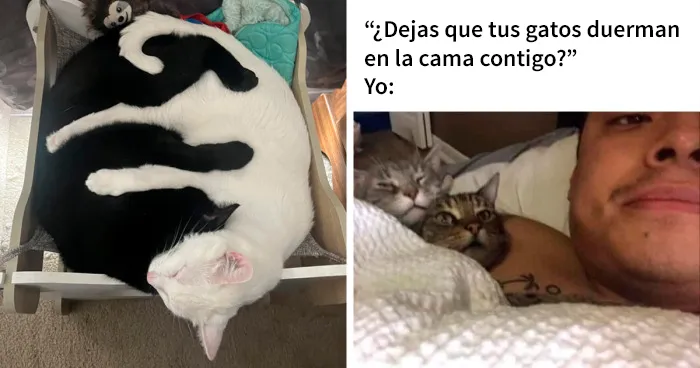 20 Divertidas publicaciones de gatos que sus dueños tenían que compartir con el mundo