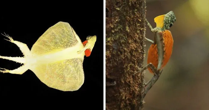 Los dragones voladores existen, y aquí puedes aprender más sobre ellos