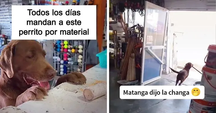 Felipe lomito fontanero: Este perro mexicano va todos los días a por recados a la ferretería