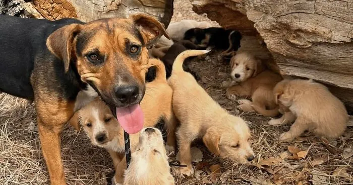 Esta mujer quiso rescatar a un perro que pedía ayuda y acabó encontrando 16 cachorros por sorpresa