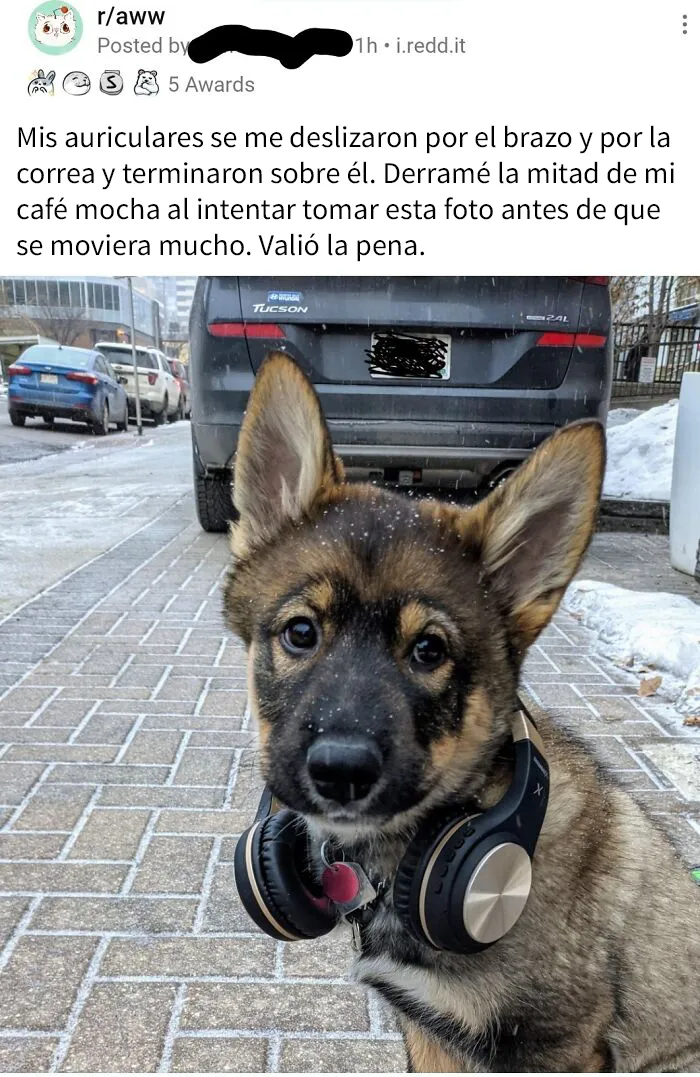 Le colocó auriculares a su perro y contó una obvia mentira sobre ello