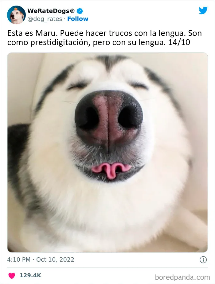 22 Personas que pidieron una valoración de sus perros y recibieron respuestas buenísimas (nuevas fotos)