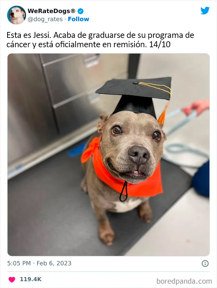 22 Personas que pidieron una valoración de sus perros y recibieron respuestas buenísimas (nuevas fotos)