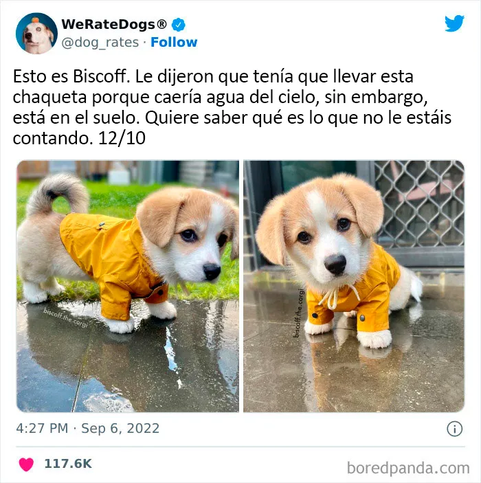 22 Personas que pidieron una valoración de sus perros y recibieron respuestas buenísimas (nuevas fotos)