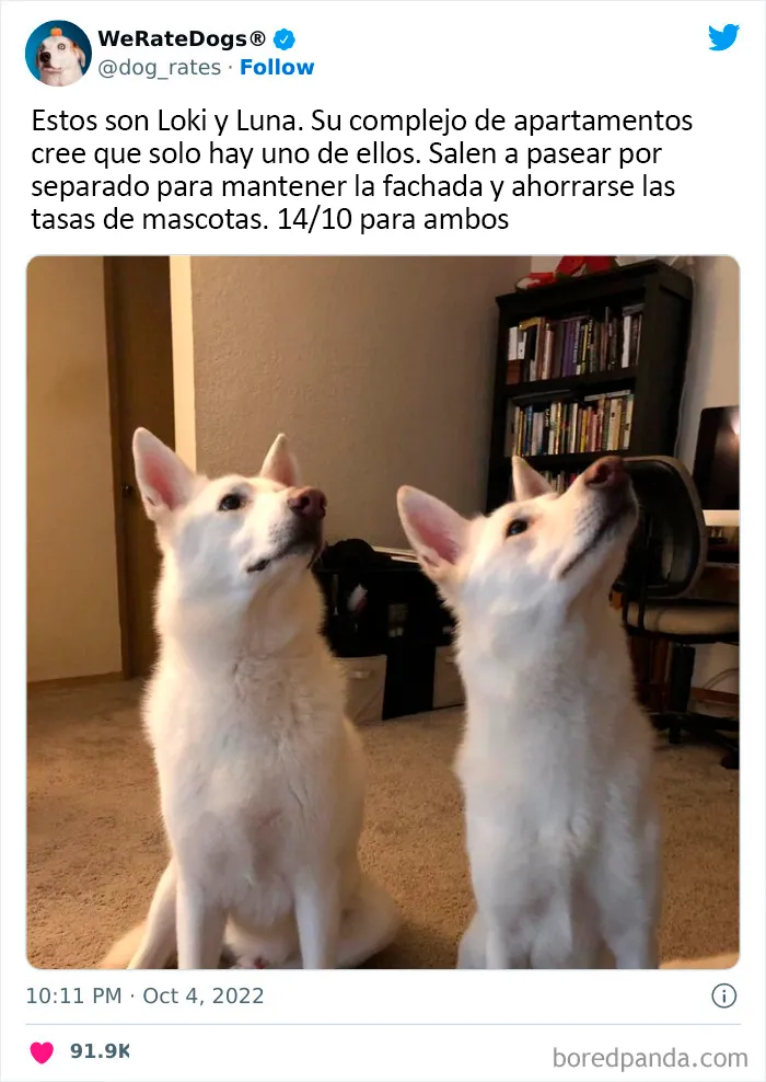 22 Personas que pidieron una valoración de sus perros y recibieron respuestas buenísimas (nuevas fotos)