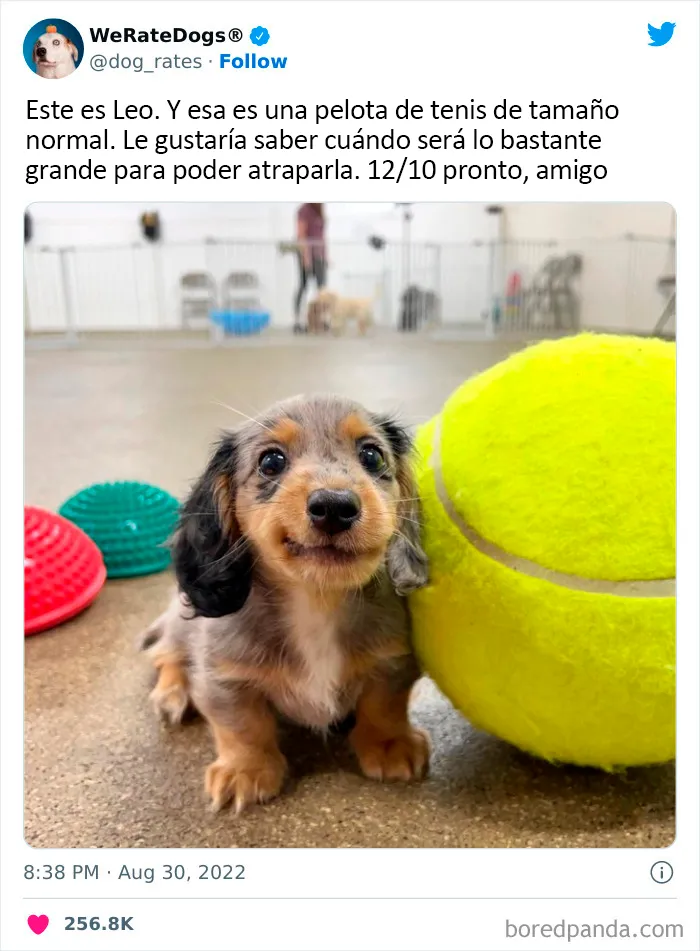 22 Personas que pidieron una valoración de sus perros y recibieron respuestas buenísimas (nuevas fotos)