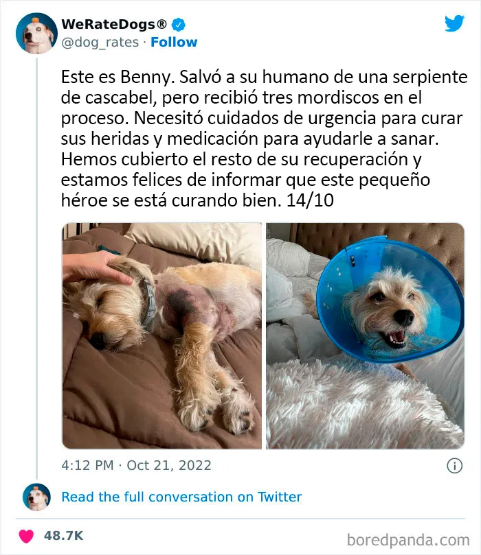 22 Personas que pidieron una valoración de sus perros y recibieron respuestas buenísimas (nuevas fotos)