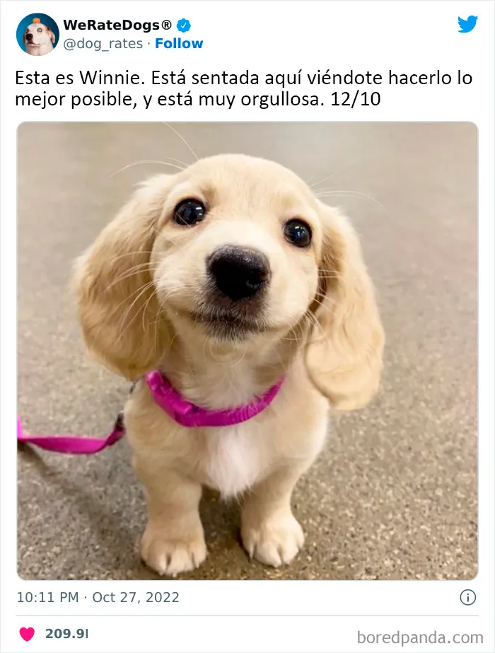 22 Personas que pidieron una valoración de sus perros y recibieron respuestas buenísimas (nuevas fotos)