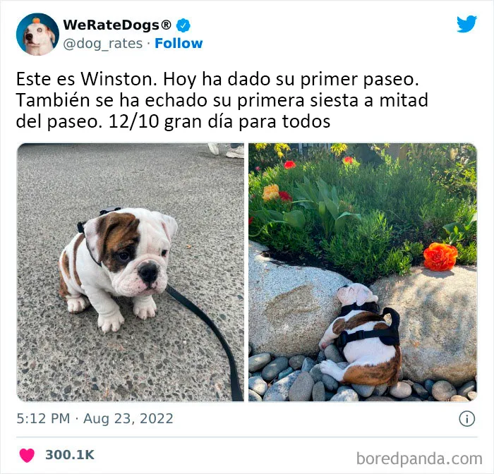 22 Personas que pidieron una valoración de sus perros y recibieron respuestas buenísimas (nuevas fotos)