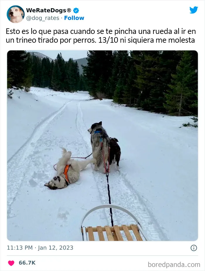 22 Personas que pidieron una valoración de sus perros y recibieron respuestas buenísimas (nuevas fotos)