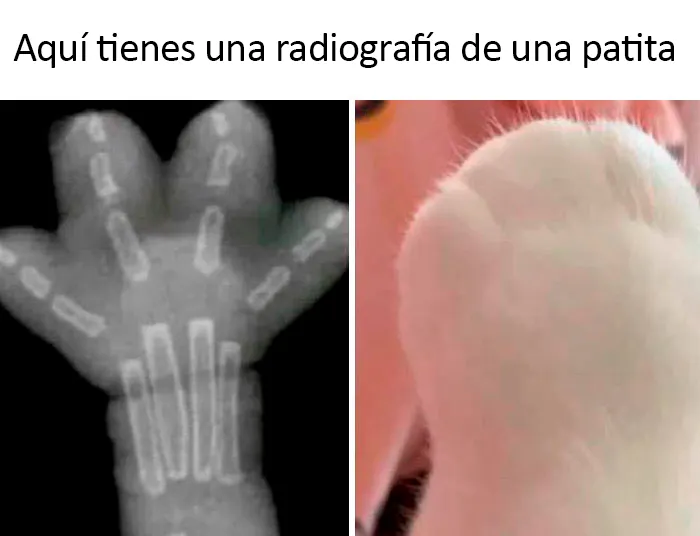 20 Divertidos memes científicos que mezclan conocimiento y humor