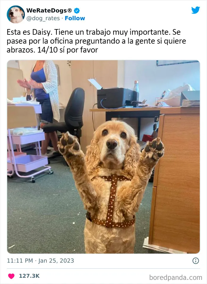 22 Personas que pidieron una valoración de sus perros y recibieron respuestas buenísimas (nuevas fotos)