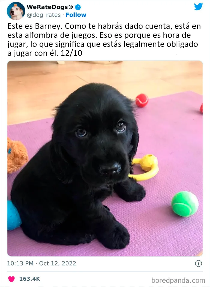 22 Personas que pidieron una valoración de sus perros y recibieron respuestas buenísimas (nuevas fotos)